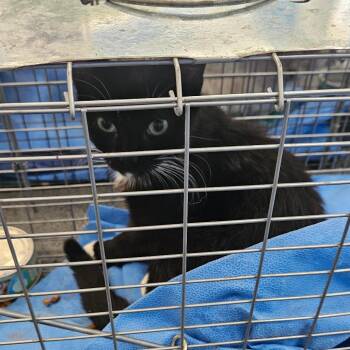 Domestic Short Hair Cats Available for Adoption in Montgomery, Alabama - Popcorn | PetCurious