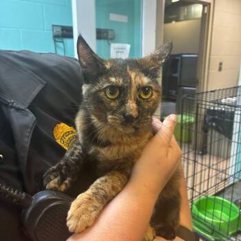 Kirby -  Domestic Short Hair Cat for Adoption in Gadsden, Alabama - Kirby | PetCurious