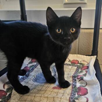 Uber Eats -  Domestic Short Hair Cat for Adoption in Gloucester, Virginia - Uber Eats | PetCurious