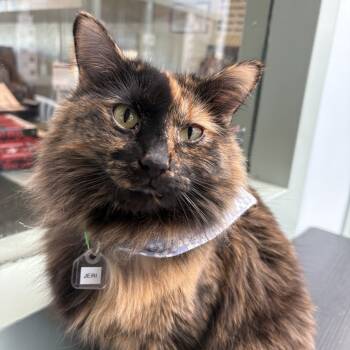 Rescue Domestic Long Hair Cats for Adoption in Lakewood, Colorado - Jeri | PetCurious