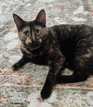 Domestic Short Hair Cats Available for Adoption in East Hanover, New Jersey - Mocha | PetCurious