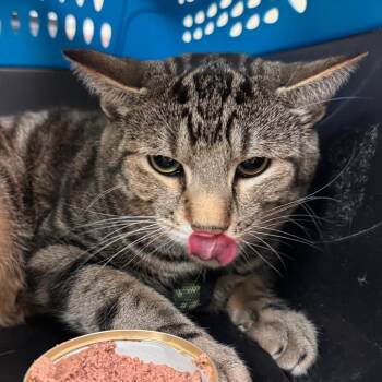 Domestic Short Hair Cats Available for Adoption in Roanoke, Virginia - Wilson | PetCurious