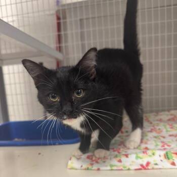Mittens -  Domestic Short Hair Cat for Adoption in Columbiana, Alabama - Mittens | PetCurious