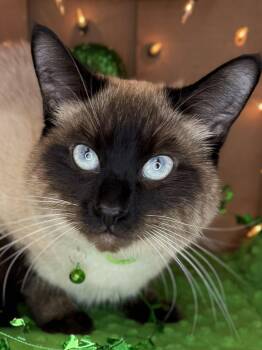 Siamese Cats Available for Adoption - Taz - Affectionate And Playful | PetCurious