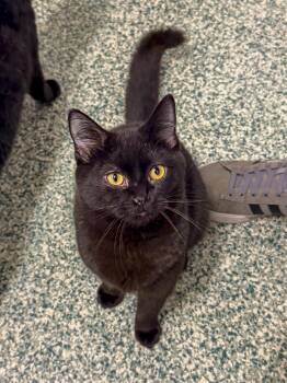 Bombay Cats Available for Adoption - Tony | PetCurious