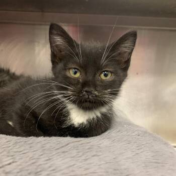 Rootbeer -  Domestic Short Hair Cat for Adoption in Charleston, West Virginia - Rootbeer | PetCurious