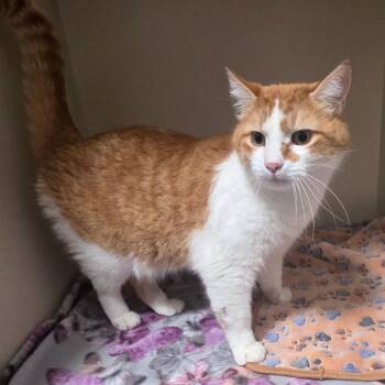 Domestic Short Hair Cats Available for Adoption in Great Falls, Montana - Squish | PetCurious