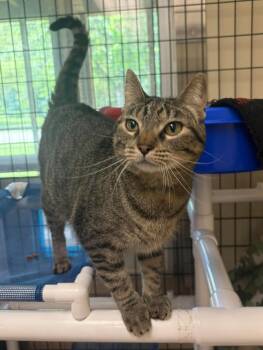 Twister -  Domestic Short Hair Cat Available for Adoption in Maryville, Missouri - Twister | PetCurious