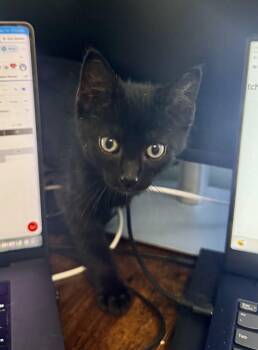 Chorizo (Cori) -  Domestic Short Hair Cat for Adoption in Arnold, Missouri - Chorizo (Cori) | PetCurious
