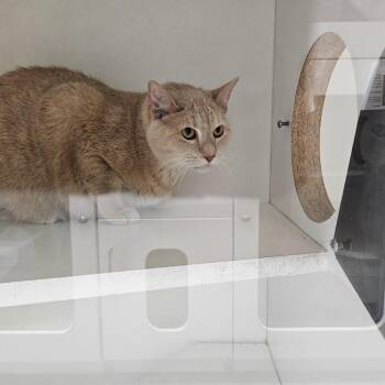 Winston Bodie -  Domestic Short Hair Cat for Adoption in Jasper, Indiana - Winston Bodie | PetCurious