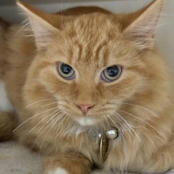 Marty -  Domestic Long Hair Cat for Adoption in Lansing, Michigan - Marty | PetCurious