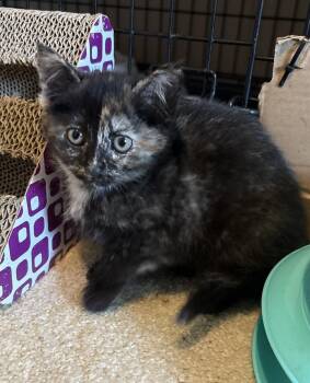 Storm -  Domestic Short Hair Cat for Adoption in Rochester, Indiana - Storm | PetCurious