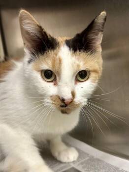 Strudel -  Domestic Short Hair Cat for Adoption in Wichita, Kansas - Strudel | PetCurious