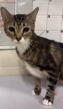 QUINCE -  Domestic Short Hair Cat for Adoption - QUINCE | PetCurious
