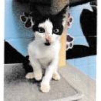 Patra -  Domestic Short Hair Cat for Adoption in Tallahassee, Florida - Patra | PetCurious
