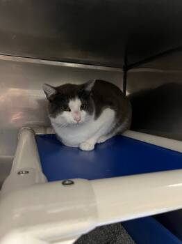 Rescue Domestic Short Hair Cats for Adoption in Virginia, Minnesota - Slade | PetCurious
