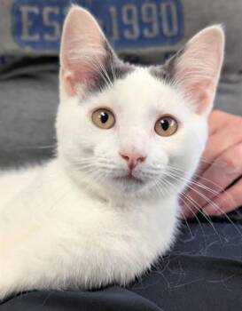 Rescue Domestic Short Hair Cats for Adoption in Canfield, Ohio - FINNAN | PetCurious