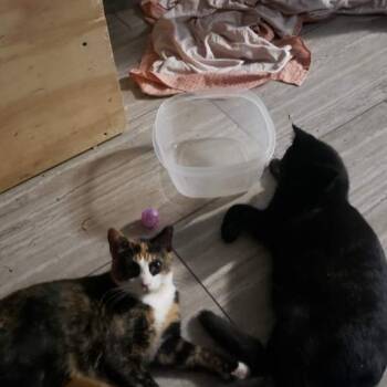 Rescue Domestic Short Hair Cats for Adoption in Brighton, Michigan - Scarecrow | PetCurious