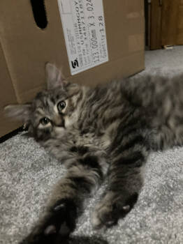 Rescue Domestic Short Hair Cats for Adoption in St. Cloud, Minnesota - Florence (Flo) | PetCurious