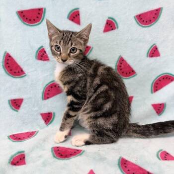 Paulie -  Domestic Short Hair Cat for Adoption in Valdosta, Georgia - Paulie | PetCurious