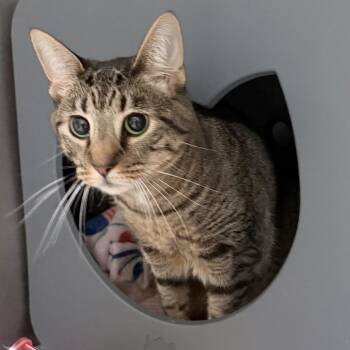 Sage -  Domestic Short Hair and Mixed Breed Cat for Adoption in Titusville, Florida - Sage | PetCurious