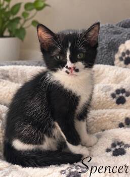 Spencer -  Domestic Short Hair Cat for Adoption in Johnson City, Tennessee - Spencer | PetCurious