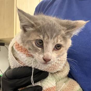 A883185 -  Domestic Short Hair Cat for Adoption in Camarillo, California - A883185 | PetCurious