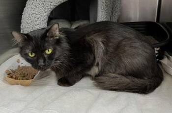 Rescue Domestic Medium Hair Cats for Adoption in Annapolis, Maryland - Skinny Willow | PetCurious