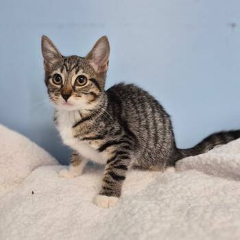 Bagel -  Domestic Short Hair Cat for Adoption in Wahiawa, Hawaii - Bagel | PetCurious