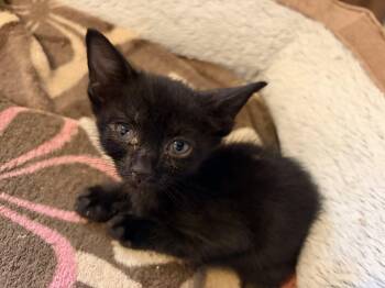 Jasper -  Domestic Medium Hair Cat for Adoption in Fruit Heights, Utah - Jasper | PetCurious