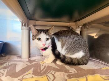 Domestic Short Hair Cats Available for Adoption in Gillette, Wyoming - Binx | PetCurious