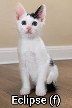 Eclipse -Preadoption ONLY -  Domestic Short Hair Cat for Adoption in Chilliwack, British Columbia - Eclipse -Preadoption ONLY | PetCurious