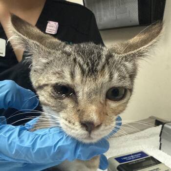 Buttercup -  Domestic Short Hair Cat for Adoption in Lakeland, Florida - Buttercup | PetCurious