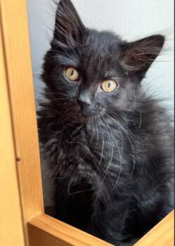SOTO -  Domestic Long Hair Cat for Adoption in Colorado Springs, Colorado - SOTO | PetCurious