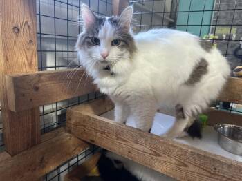 Domestic Medium Hair Cats Available for Adoption - Kit | PetCurious