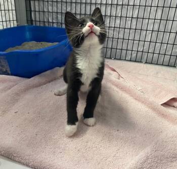 Briar -  Domestic Short Hair Cat Available for Adoption in Raleigh, North Carolina - Briar | PetCurious