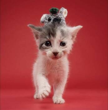 FRANKY -  Domestic Short Hair Cat for Adoption in Doral, Florida - FRANKY | PetCurious