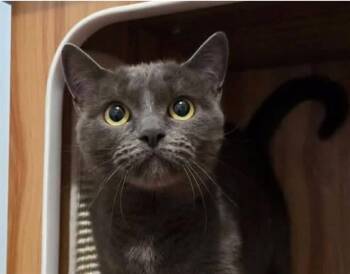 MEOWTH -  Domestic Short Hair Cat for Adoption in Springfield, Massachusetts - MEOWTH | PetCurious