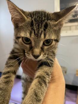 Crenshaw Melon -  Domestic Short Hair Cat for Adoption in Ferndale, Michigan - Crenshaw Melon | PetCurious