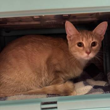 Pumpkin Brulee -  Domestic Short Hair Cat for Adoption in Edwardsville, Illinois - Pumpkin Brulee | PetCurious