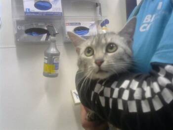 Egyptian Mau and Domestic Short Hair Cats Available for Adoption in Albuquerque, New Mexico - SPORT | PetCurious