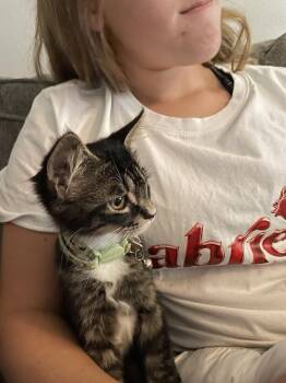 Lola -  Domestic Medium Hair Cat for Adoption in Alafaya, Florida - Lola | PetCurious