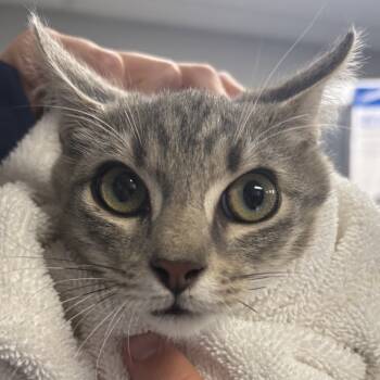 Rescue Domestic Short Hair Cats for Adoption in Vineland, New Jersey - Moon Knight | PetCurious