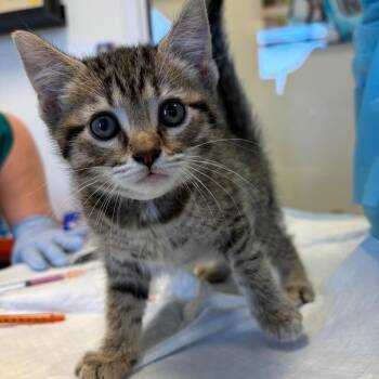 Domestic Short Hair Cats Available for Adoption in Nashville, Tennessee - Millie | PetCurious
