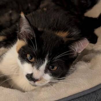 Smudge -  Domestic Short Hair Cat for Adoption in Houston, Texas - Smudge | PetCurious