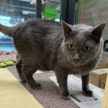 Domestic Short Hair Cats Available for Adoption in Sheridan, Wyoming - Wish | PetCurious