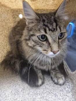 Ozzie -  Domestic Long Hair and Domestic Short Hair Cat for Adoption in Missoula, Montana - Ozzie | PetCurious