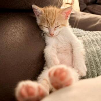 Marcella 23 -  Domestic Short Hair Cat for Adoption in Austin, Texas - Marcella 23 | PetCurious