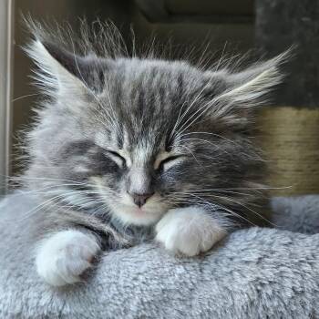 Tabby Cats Available for Adoption in Wayne, New Jersey - Nova | PetCurious