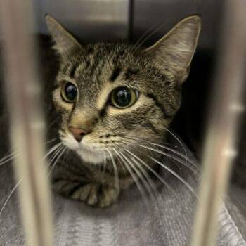 Domestic Short Hair Cats Available for Adoption in Burlington, Iowa - Ruby | PetCurious